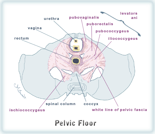 Big Apple Mom » pelvic muscles